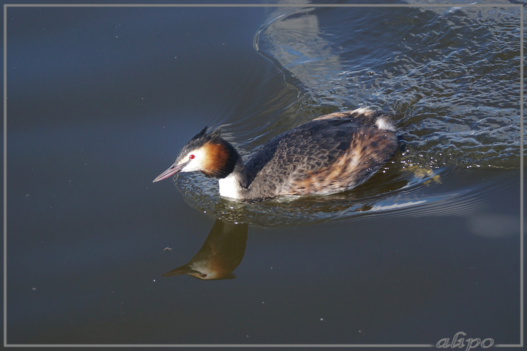 20160307_1528futen_Linie_Spaarnwoude5