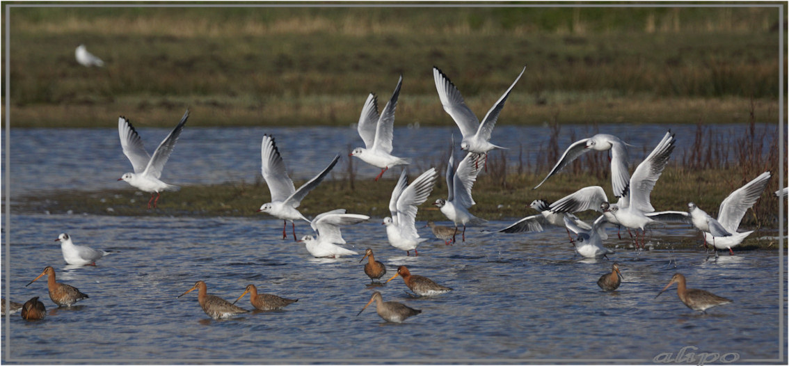 20160307_1603gruttoos_kokmeeuwen_Gruijterslandje2