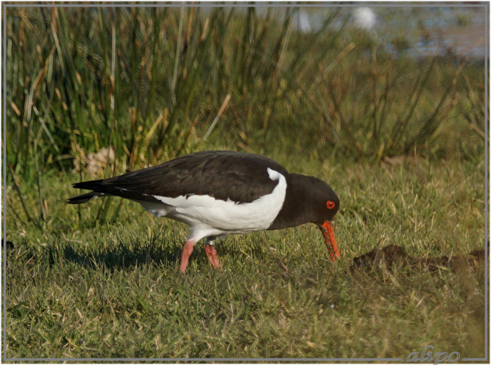 20160307_1650scholeksters_Gruijterslandje2