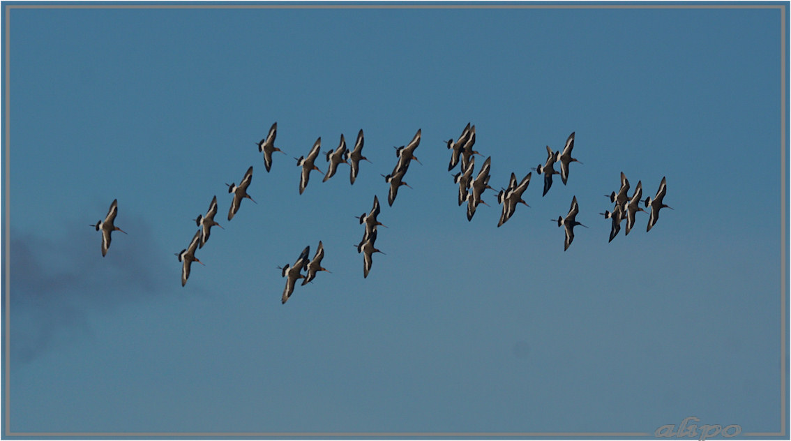 20160307_1711vliegende_gruttoos_Gruijterslandje (1)