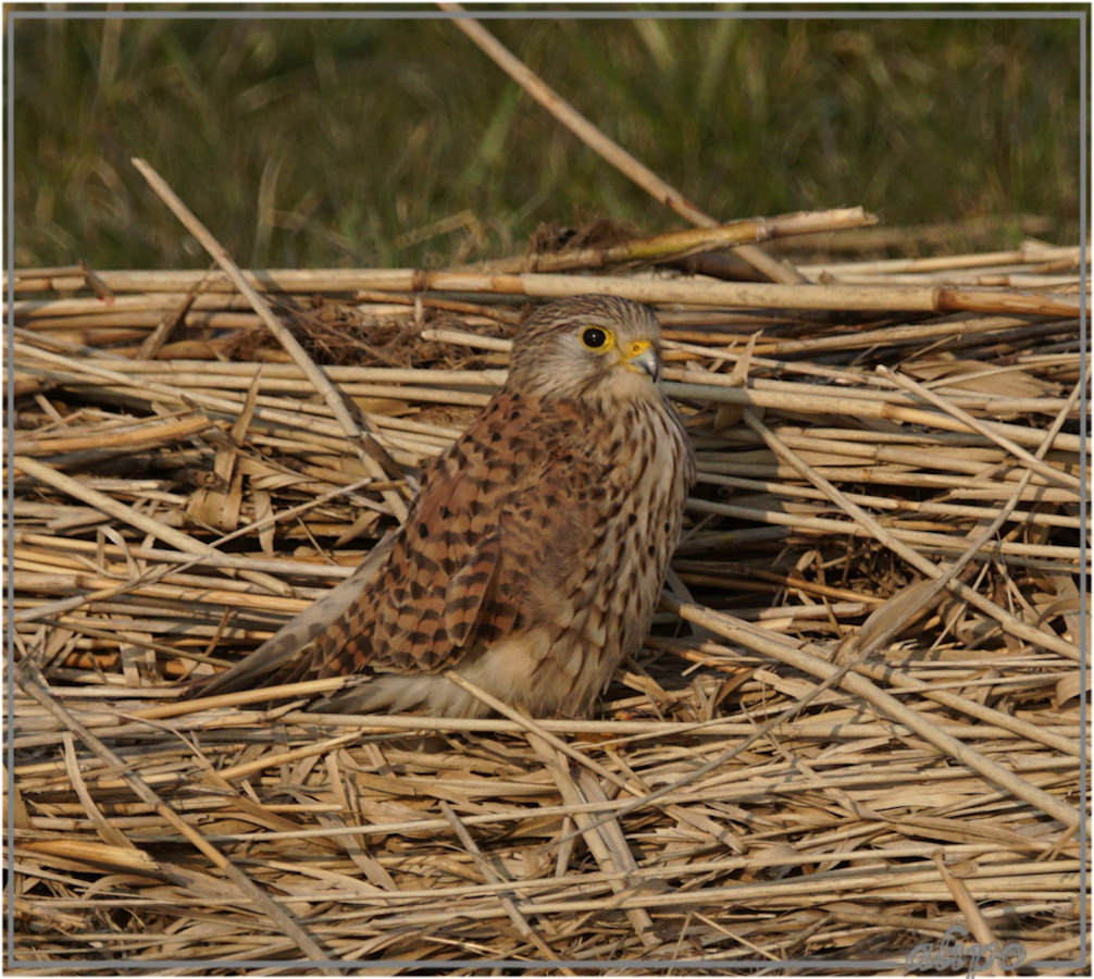 20160310_1634torenvalk_Buitenlanden_Beverwijk3 Sony A77ii 400mm