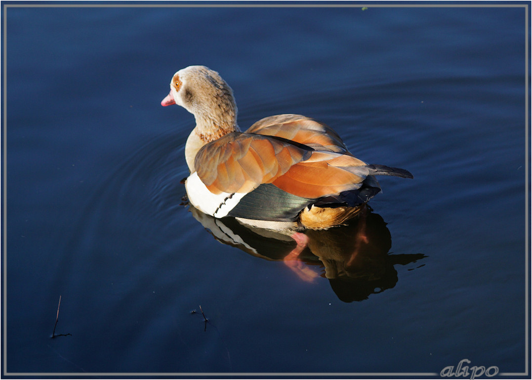 20160313_1535nijlgans_Schoonenberg3