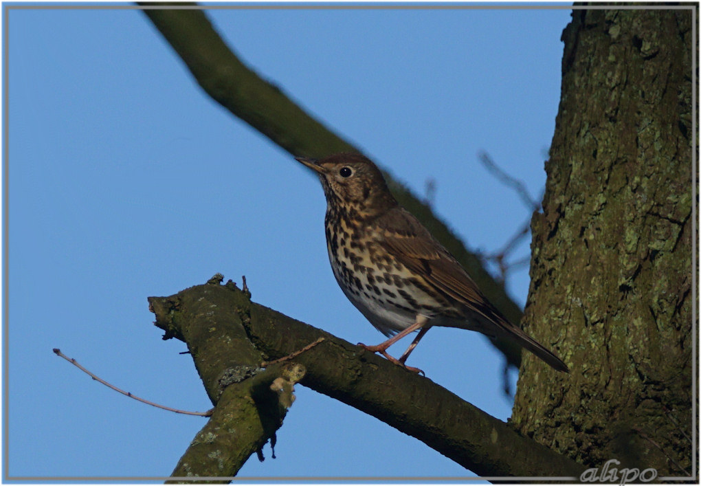 20160313_1538zanglijster_Schoonenberg