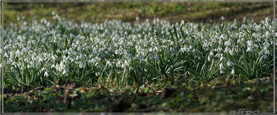 20160314_1444sneeuwklokjes_Schoonenberg2