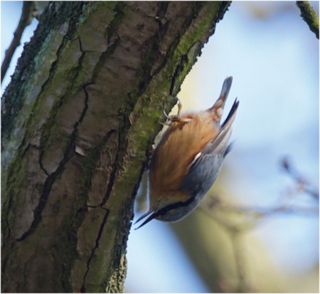 20160314_1456boomklever_Schoonenberg (21) Sony A77ii 400mm