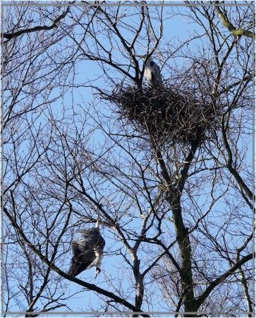 20160314_1543dode_en_blauwe_reiger_op_nest_Waterland