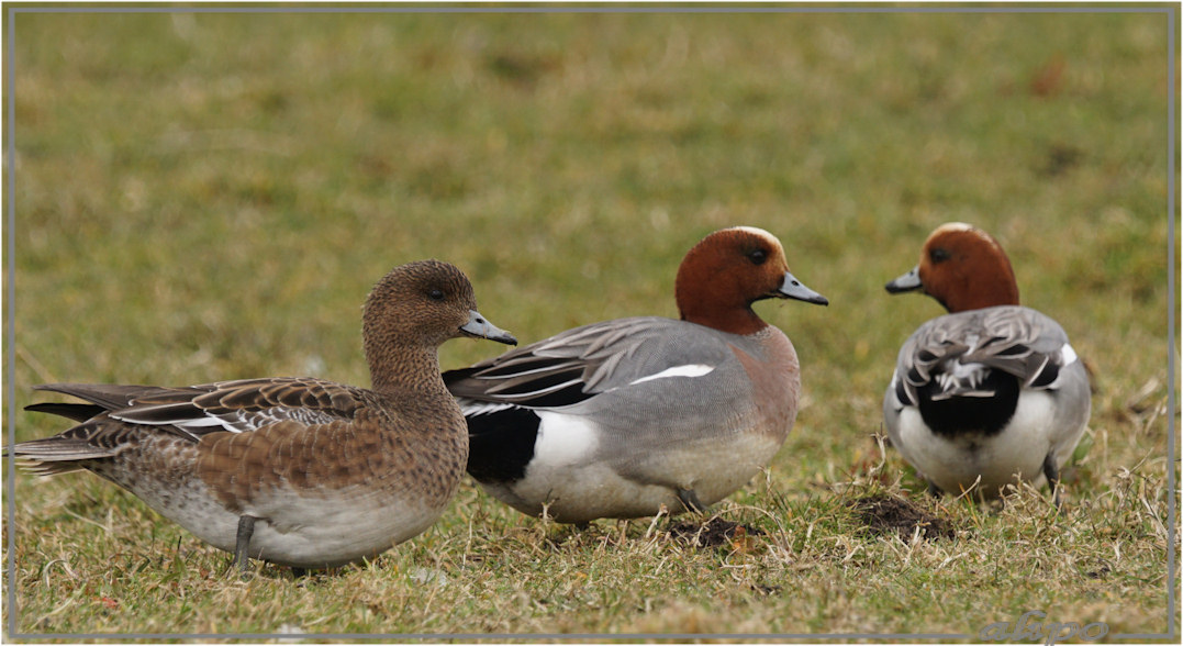 20160320_1519smienten_Heksloot3 Sony A77ii 400mm