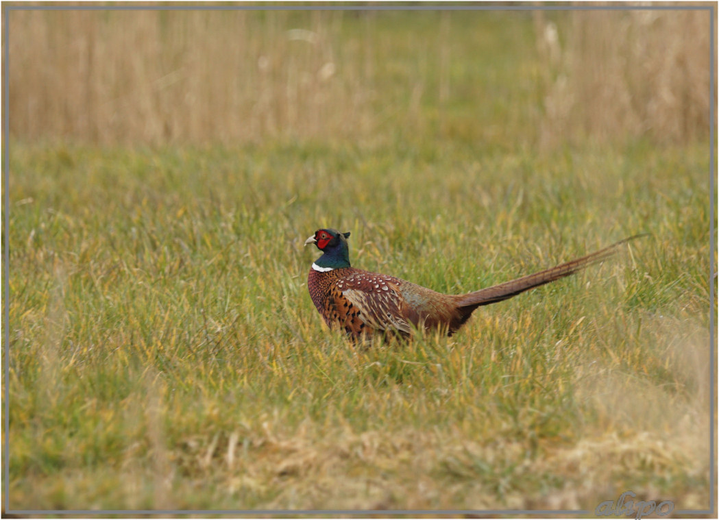 20160320_1544fazant_Spaarnwoude