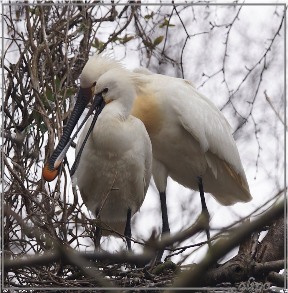 20160320_1612stelletje_lepelaars_DeLiede (17)