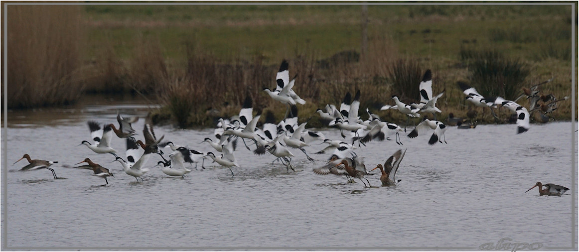 20160320_1703vliegende_gruttoos_kluten_Gruijterslandje (4)