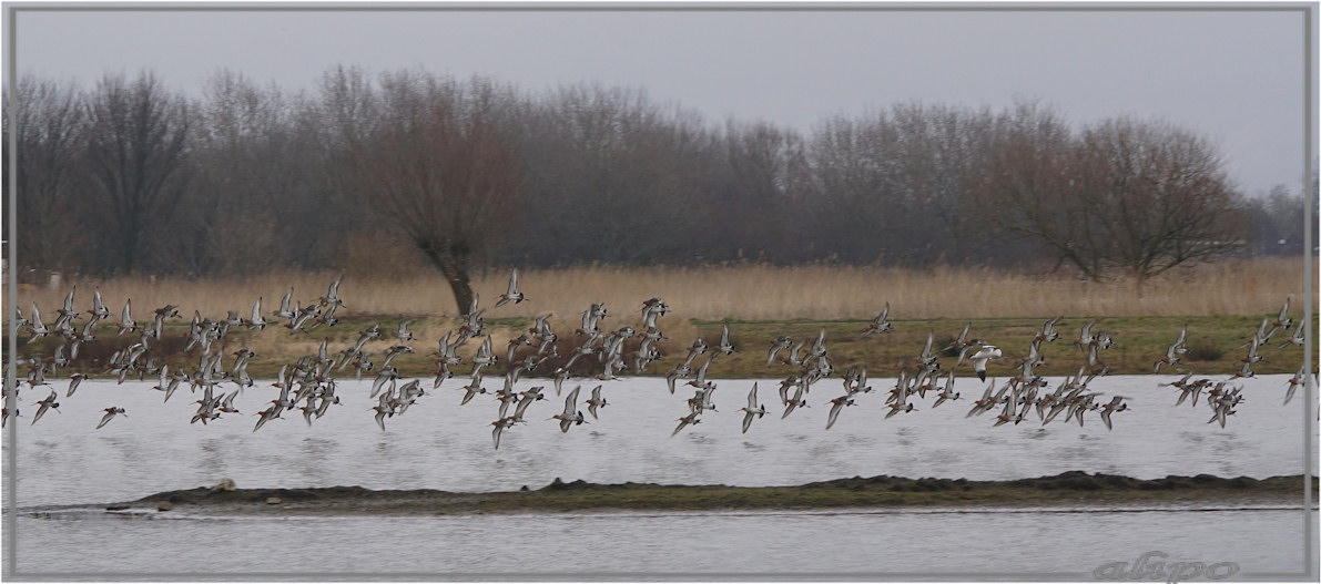 20160320_1704vliegende_gruttoos_kluten_Gruijterslandje (1)