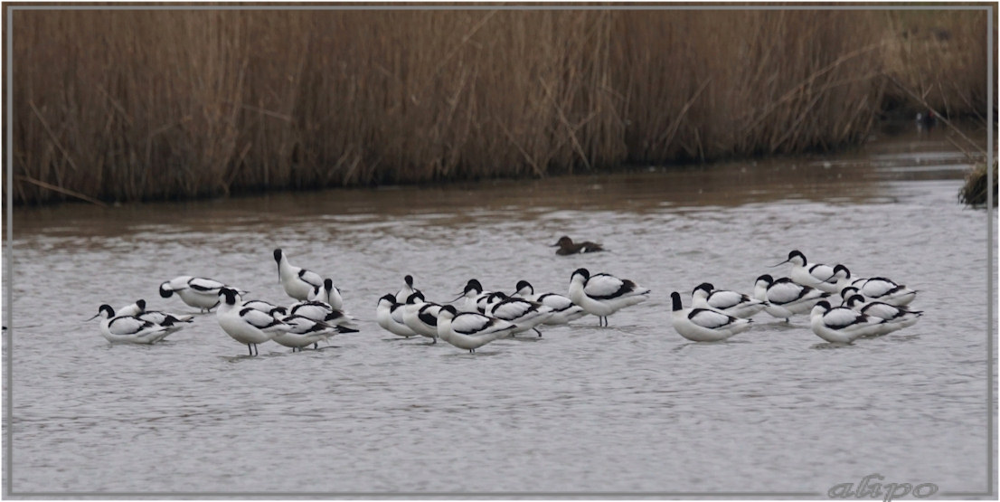 20160320_1705gruttoos_kluten_Gruijterslandje (5)