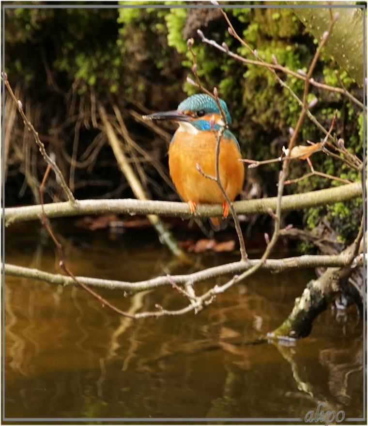 20160321_1700ijsvogel_Schoonenberg3 Sony A77ii 400mm