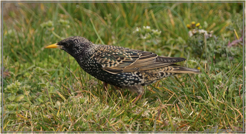 20160326_1342spreeuw_IJmuiderstraatweg_DeGeul Sony A77ii 400mm