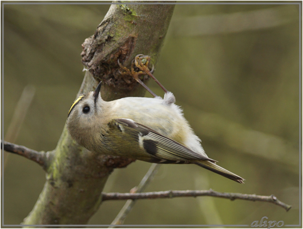 20160326_1425goudhaantje_Kennemermeer (5)