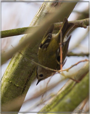 20160326_1432goudhaantje_Kennemermeer4