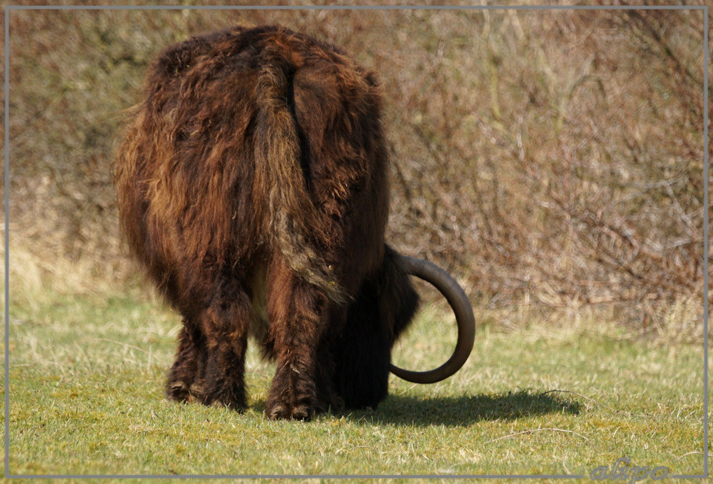 20160403_1549Schotse_hooglander_Vossendel