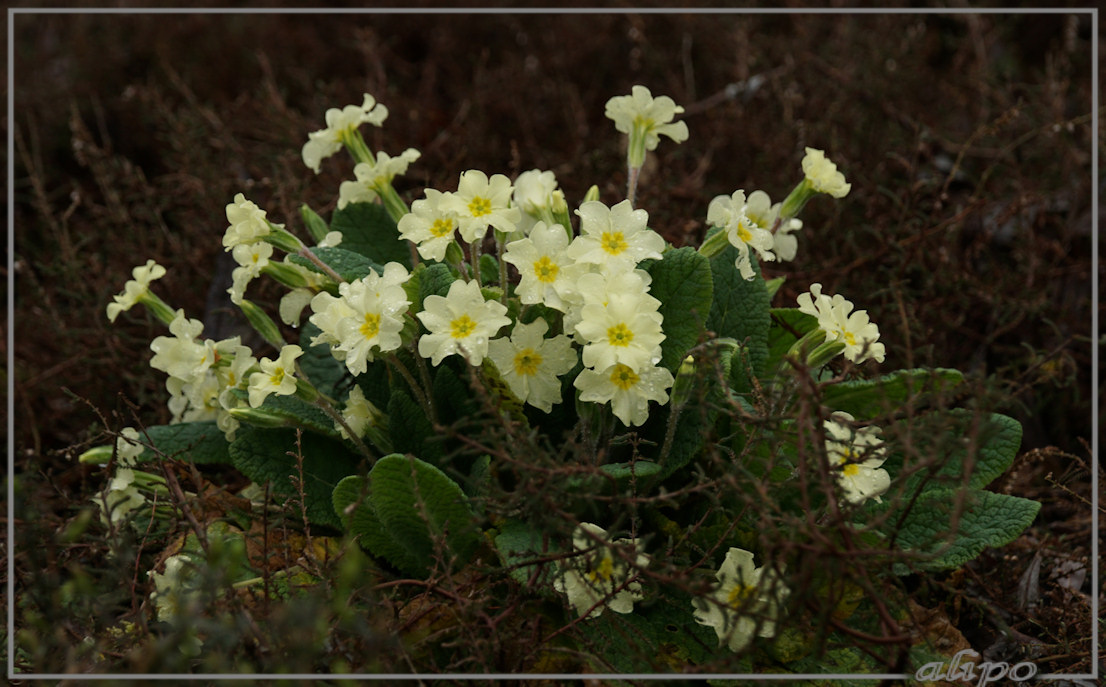 20160404_1049sleutelbloem_Thijssespark