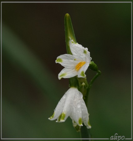 20160404_1226zomerklokje_Thijssespark