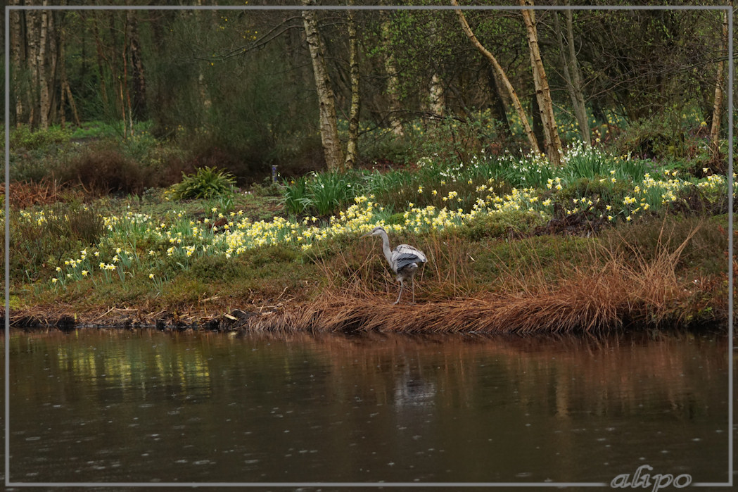 20160404_1227blauwe_reiger_park_Thijssespark2