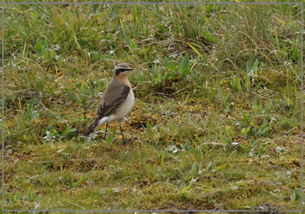 20160407_1154tapuit_Badweg2