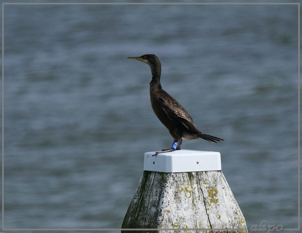 20160407_1223geringde_kuifaalscholver_zuidpier (1)