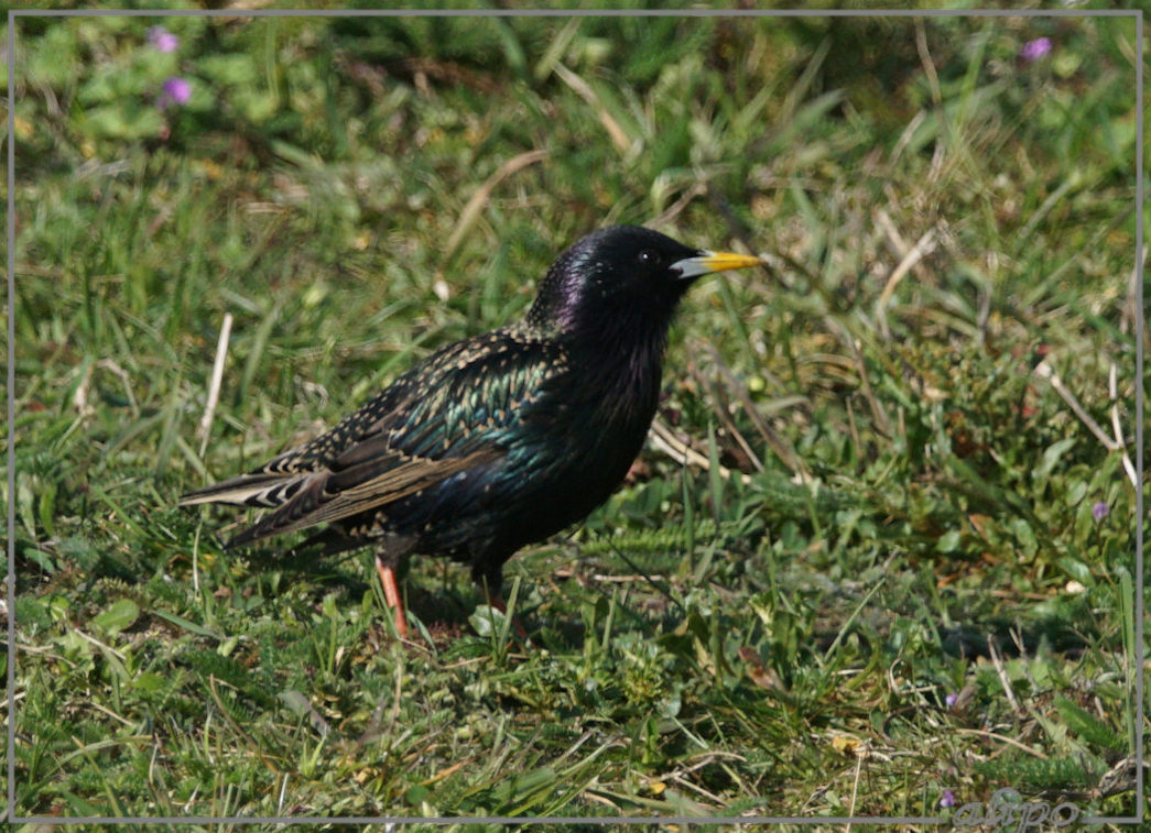 20160408_1637spreeuw_Kromhoutstraat (8) Sony A77ii 400mm