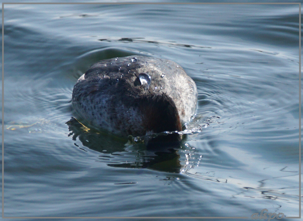 20160408_1659roodhalsfuut_jachthaven (14)