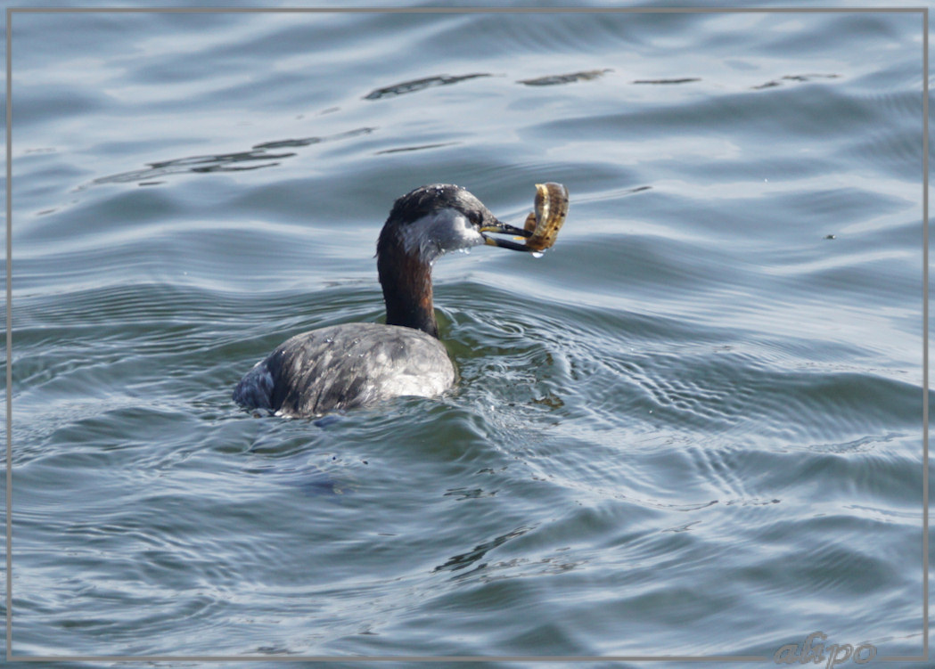 20160408_1659roodhalsfuut_jachthaven (51)