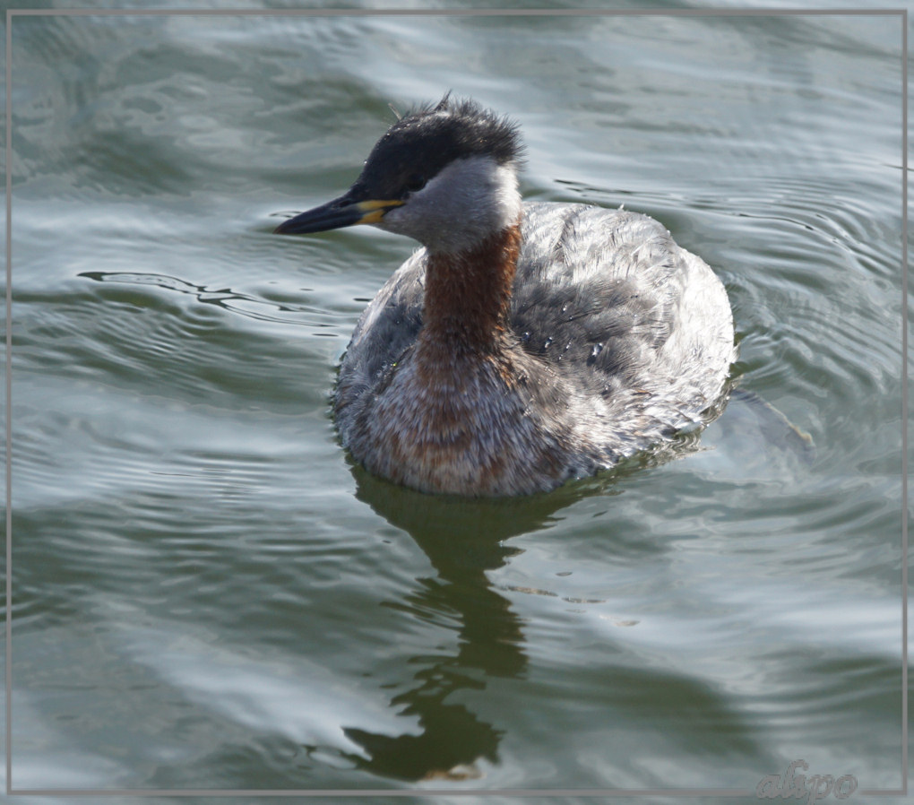 20160408_1659roodhalsfuut_jachthaven (76)