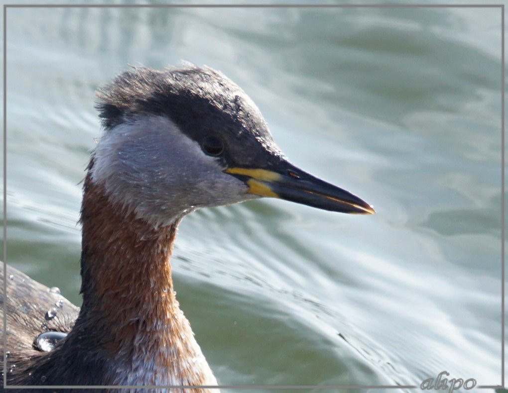 20160408_1659roodhalsfuut_jachthaven (78)