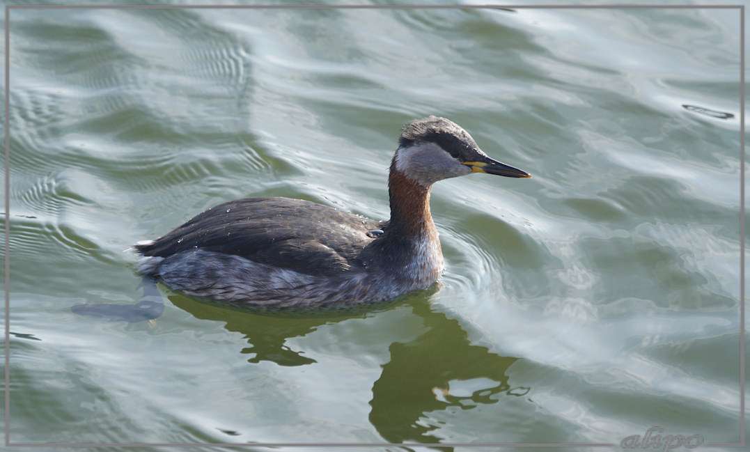 20160408_1659roodhalsfuut_jachthaven (79)