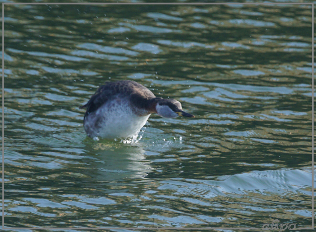 20160408_1659roodhalsfuut_jachthaven (8)