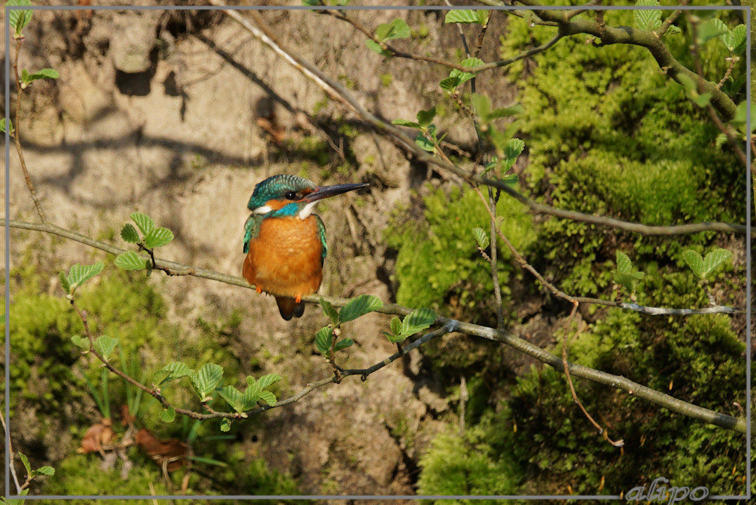 20160412_1726ijsvogel_Schoonenberg (7)