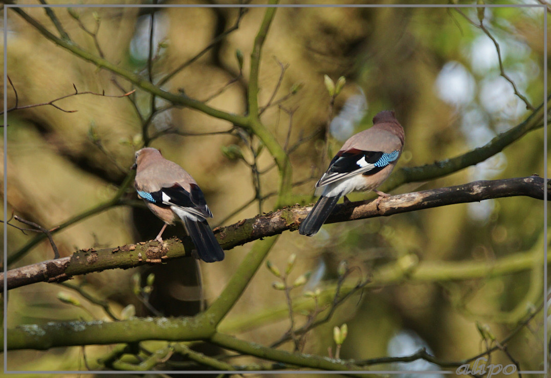 20160412_1734vlaamse_gaaien_Schoonenberg2