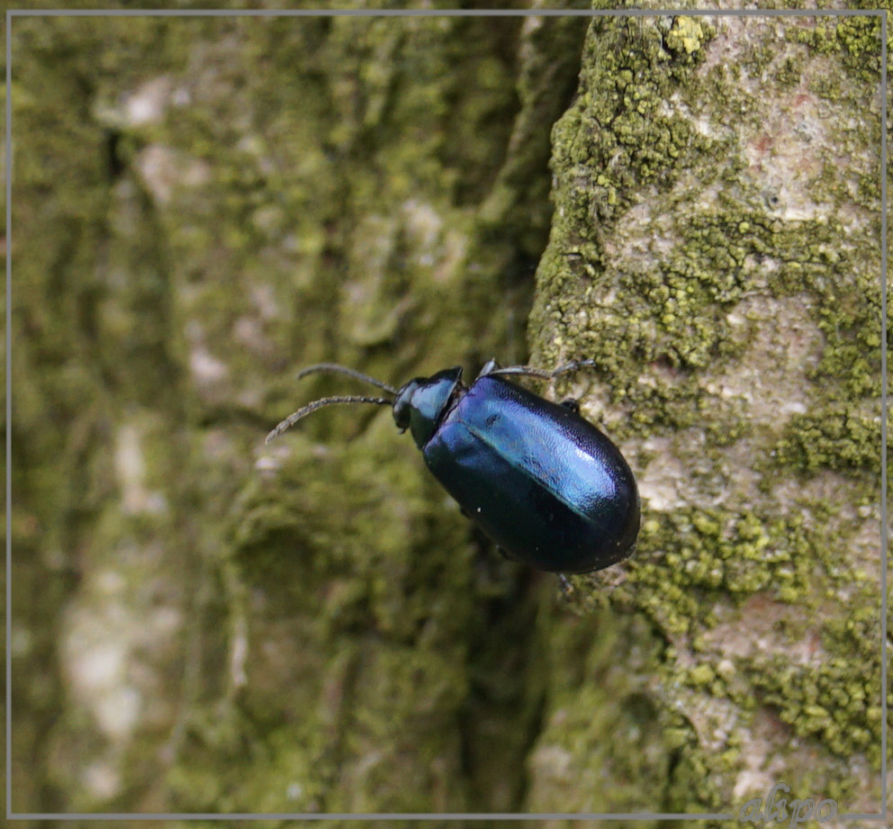 20160414_1300elzenhaantjes_Westelijk_tuinbouwgebied Sony A77ii 18-55mm