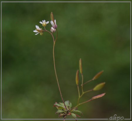 20160414_1322vroegeling_Westelijk_tuinbouwgebied2