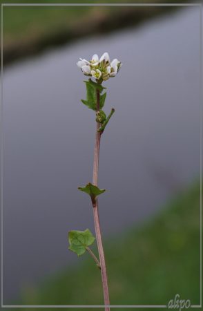 20160414_1331Deens_lepelblad_Westelijk_tuinbouwgebied2