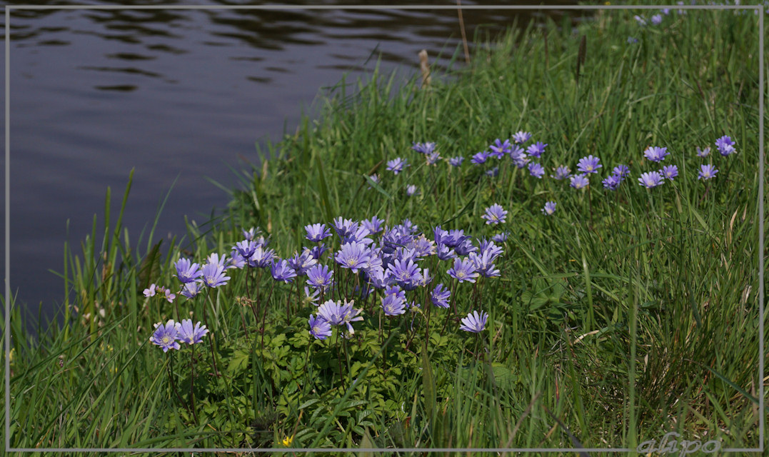 20160414_1405blauwe_anemonen_Westelijk_tuinbouwgebied2