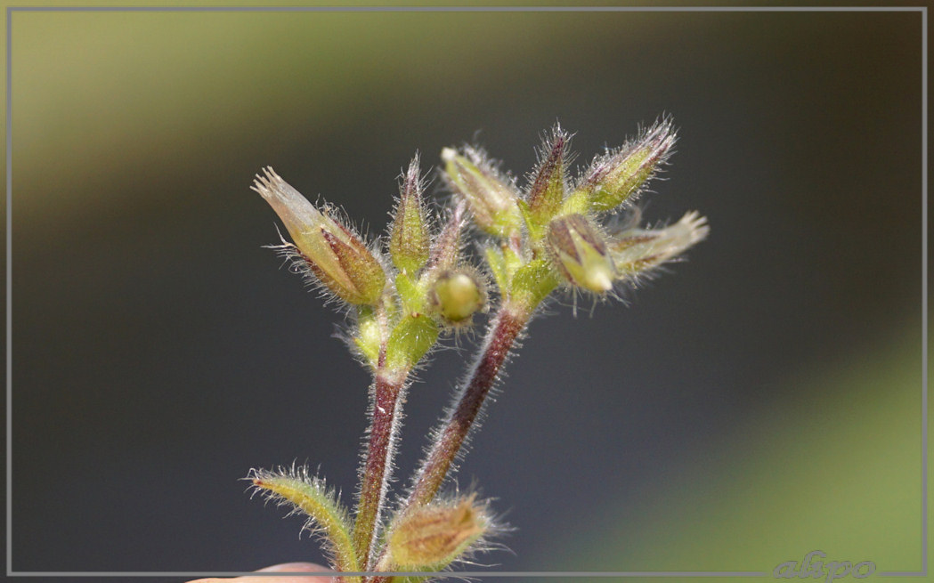 20160414_1411akkerhoornbloem_Westelijk_tuinbouwgebied