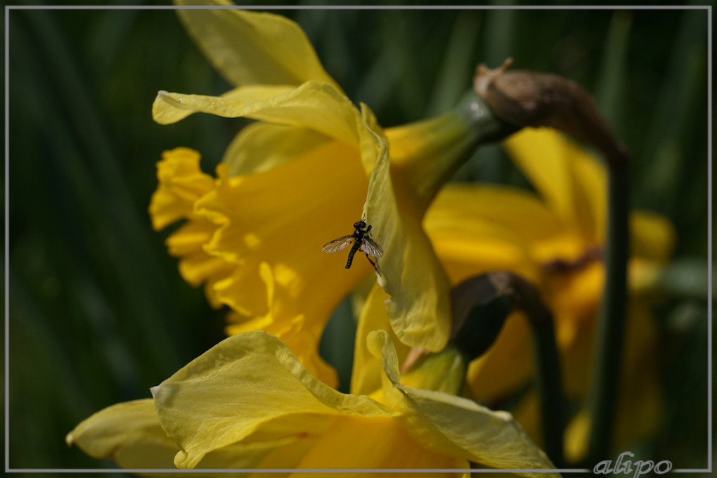 20160414_1426kleine_rouwvlieg_Westelijk_tuinbouwgebied