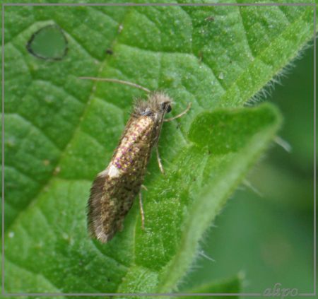 20160414_1618eikenpurpermot_Westelijk_tuinbouwgebied