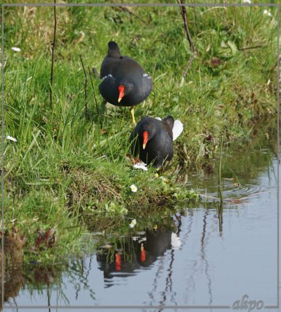 20160414_1634waterhoentjes_Elswoutlaan (5)