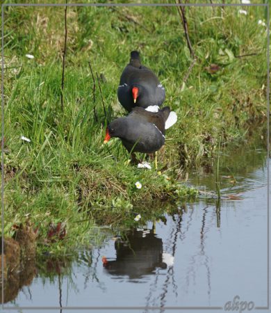 20160414_1634waterhoentjes_Elswoutlaan (6)