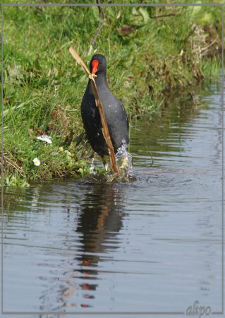 20160414_1635waterhoen_Elswoutlaan (3)