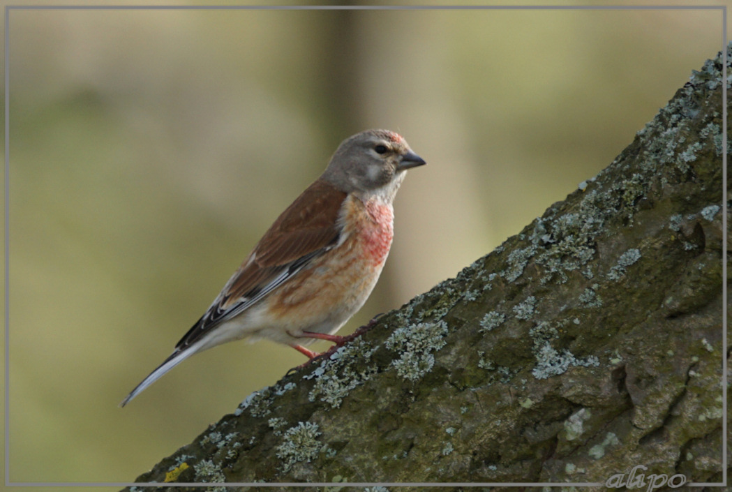 20160414_1707man_kneu_duinen2