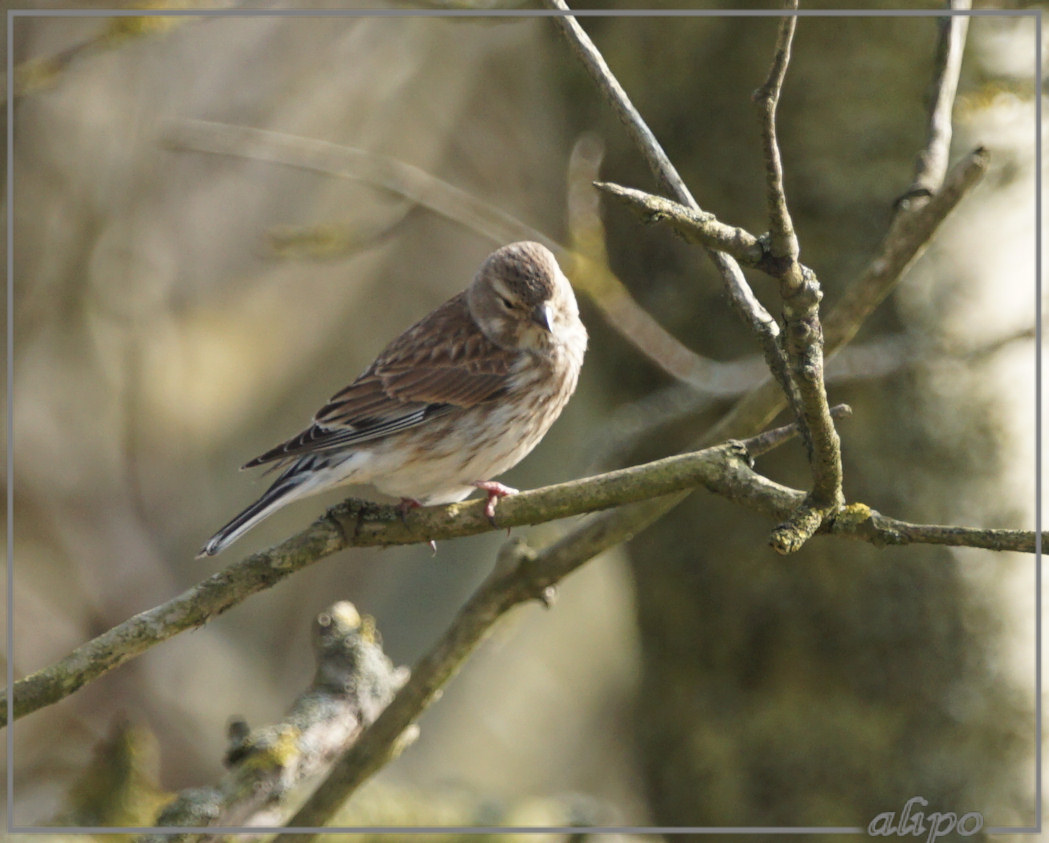 20160414_1708vrouw_kneu_duinen