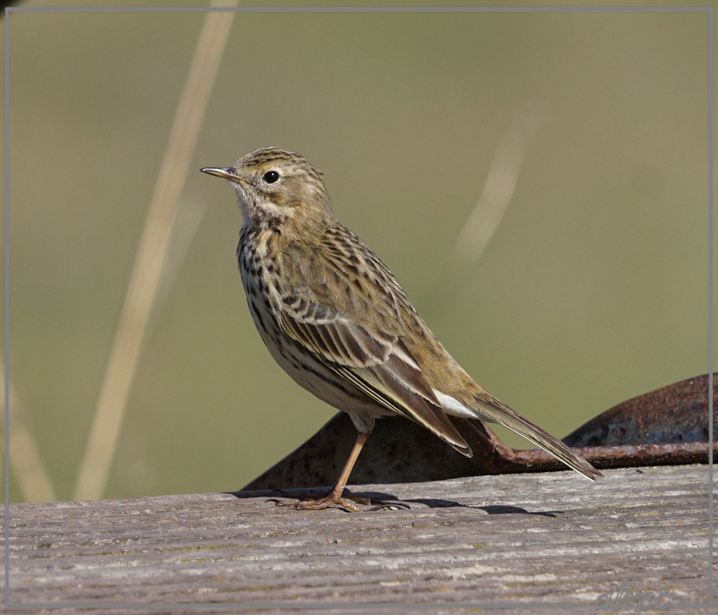 20160417_1629graspieper_Badweg (3)