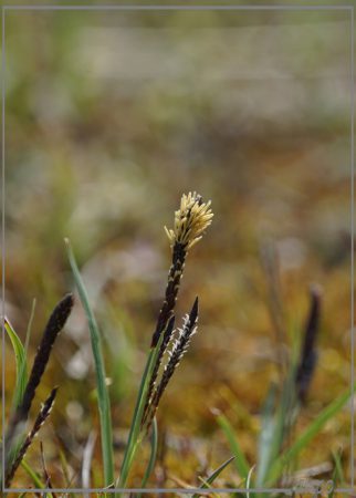 20160418_1129zeegroene_zegge_schutblad_even_lang_Kennemermeer2 Sony A77ii 400mm