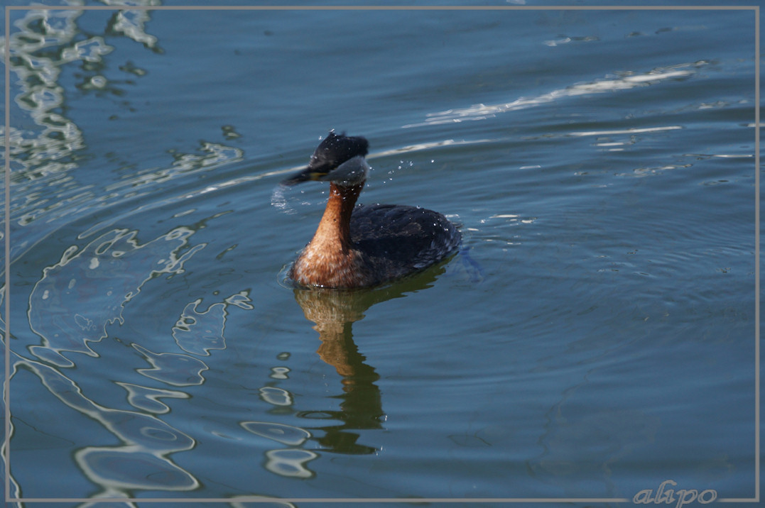 20160420_1507roodhalsfuut_jachthaven_Seaport (38)